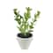 Assorted Micro Premade Succulent, 1pc. by Ashland®